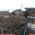 14_45-nest.jpg