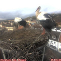 14_50-nest.jpg