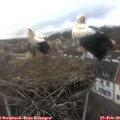15_00-nest.jpg