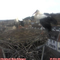 15_05-nest.jpg