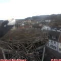 15_10-nest.jpg