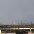 16_40-mast.jpg