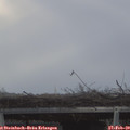 16_45-mast.jpg