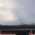 16_50-mast.jpg