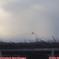 16_55-mast.jpg