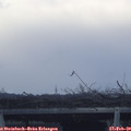 17_15-mast.jpg