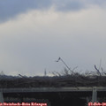 17_20-mast.jpg