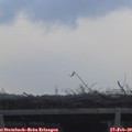 17_25-mast.jpg