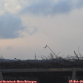 17_30-mast.jpg