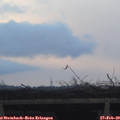 17_35-mast.jpg