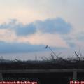 17_40-mast.jpg