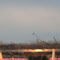 17_50-mast.jpg