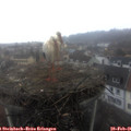 08_20-nest.jpg