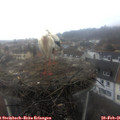 08_30-nest.jpg