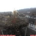 08_45-nest.jpg