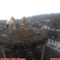 08_55-nest.jpg
