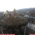 09_00-nest.jpg