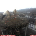 09_10-nest.jpg
