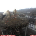 09_15-nest.jpg