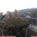 09_20-nest.jpg