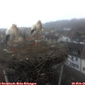 09_25-nest.jpg