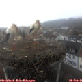 09_30-nest.jpg