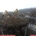 09_35-nest.jpg