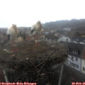 09_45-nest.jpg