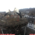 09_50-nest.jpg