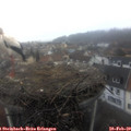 10_10-nest.jpg