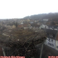 10_35-nest.jpg