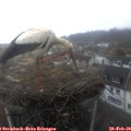 10_55-nest.jpg