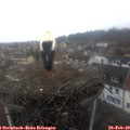 11_05-nest.jpg