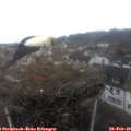 11_10-nest.jpg