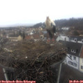 11_20-nest.jpg