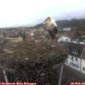 11_25-nest.jpg