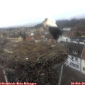 11_30-nest.jpg