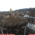 11_45-nest.jpg