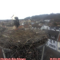 11_50-nest.jpg