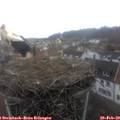 12_00-nest.jpg