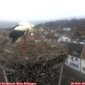 12_10-nest.jpg