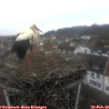 12_15-nest.jpg