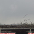 12_20-mast.jpg