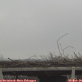 12_25-mast.jpg