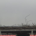 12_30-mast.jpg