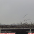 12_35-mast.jpg