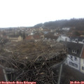 12_35-nest.jpg