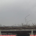 12_50-mast.jpg