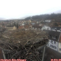 12_50-nest.jpg