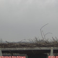 12_55-mast.jpg